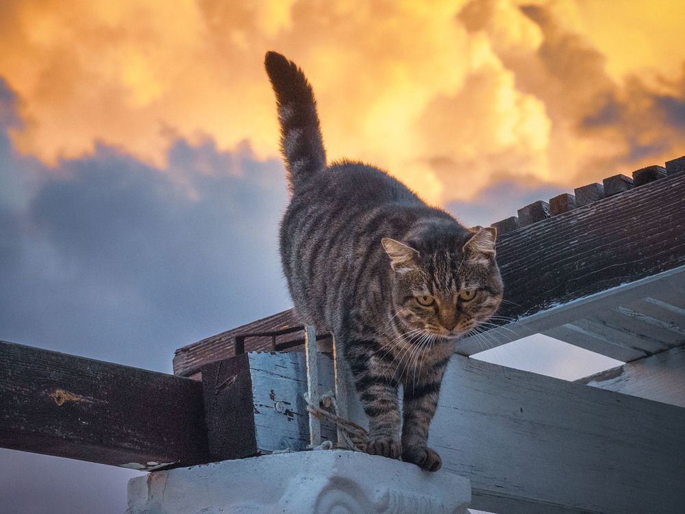 descended from heaven