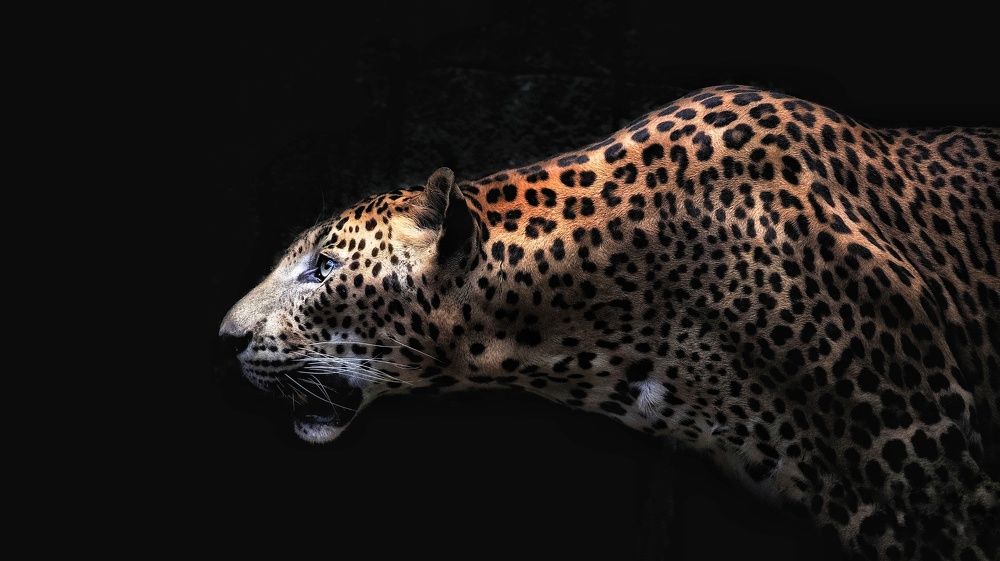 Photograph by Putra Igo