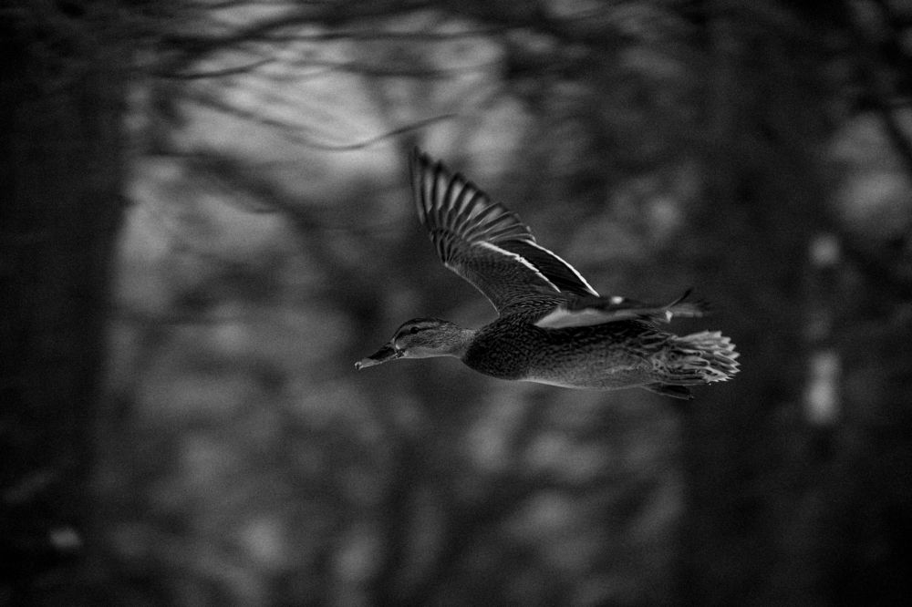 Photograph by Богдан Тарасов