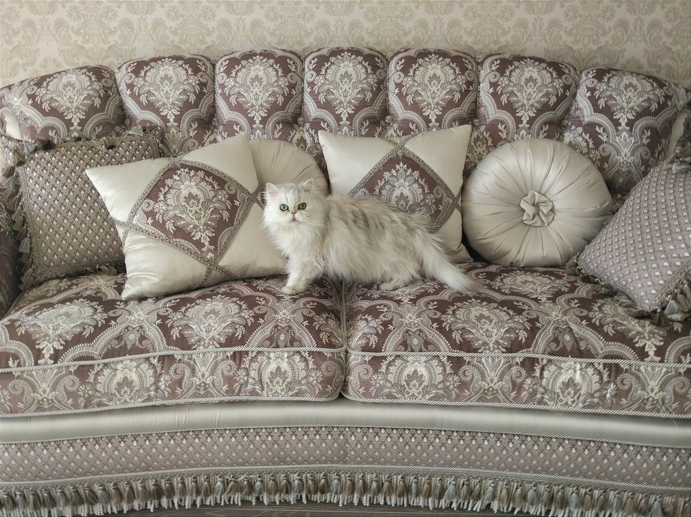 Диван для Мурзика