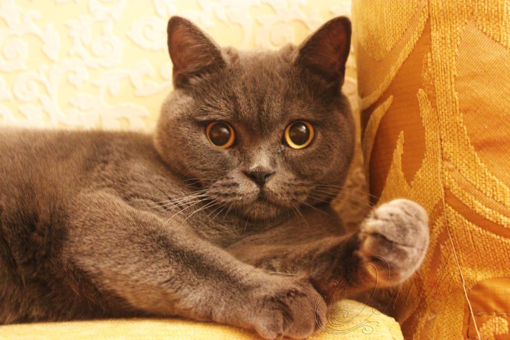 Какие-то вопросы??