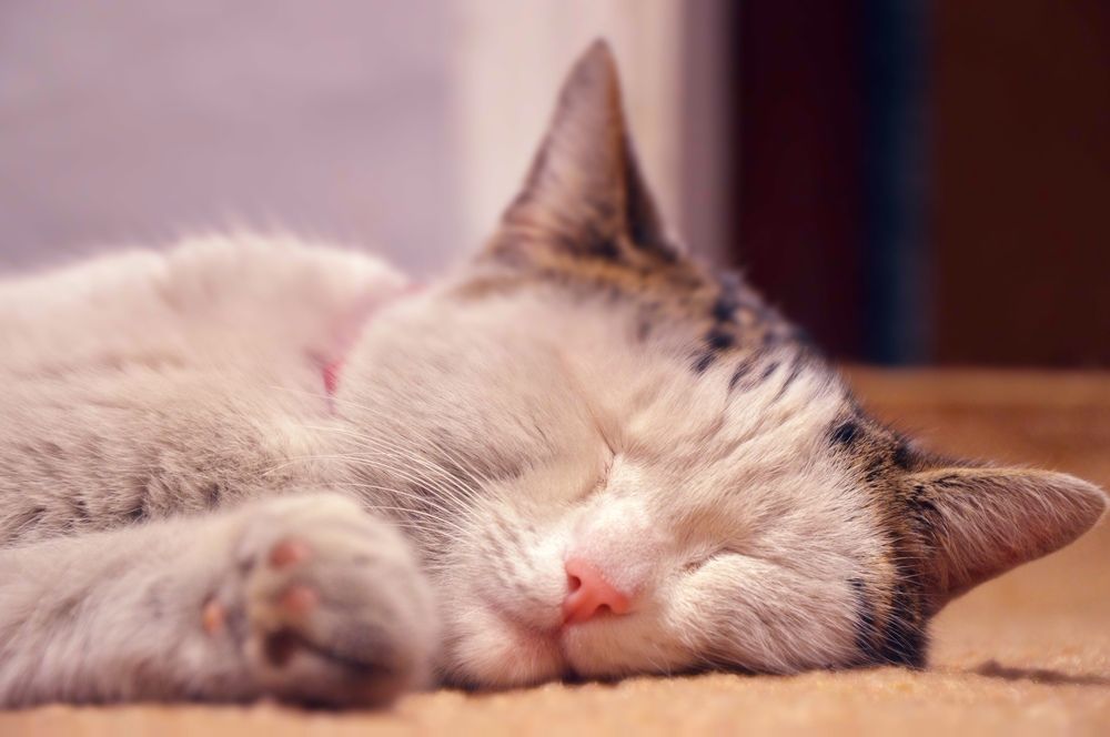 Photograph by Александр Перегудов