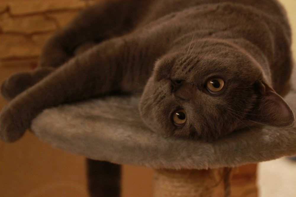 Фотография автора Светлана Овчинникова(Терехова)