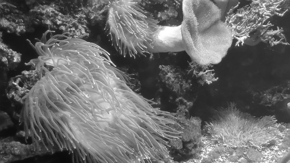 Photograph by Ирина Корнева