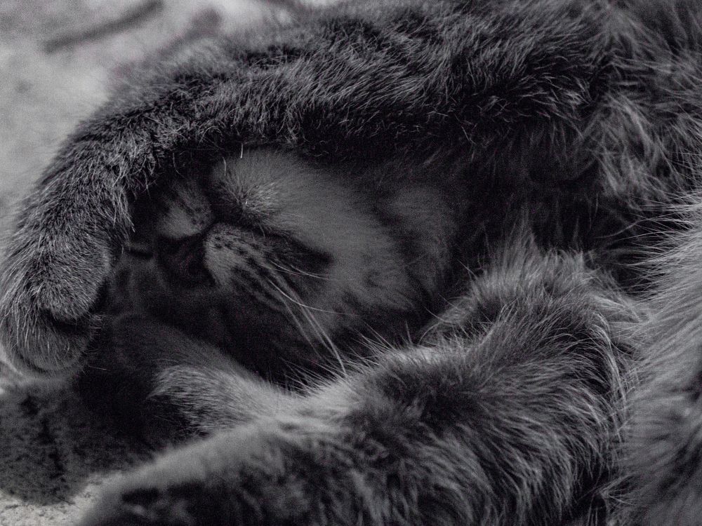 Фотография автора Александра Савельева