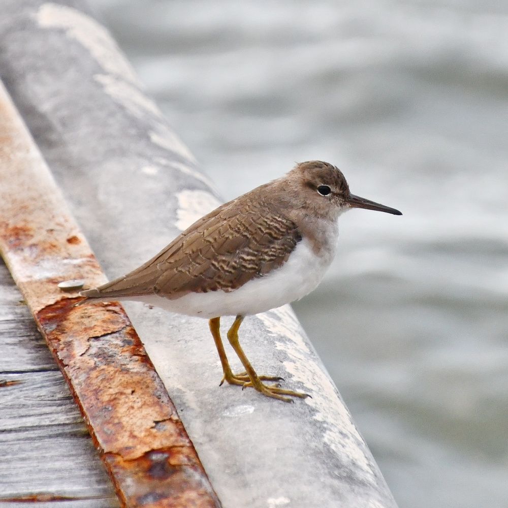 Photograph by Marzio Fattorini