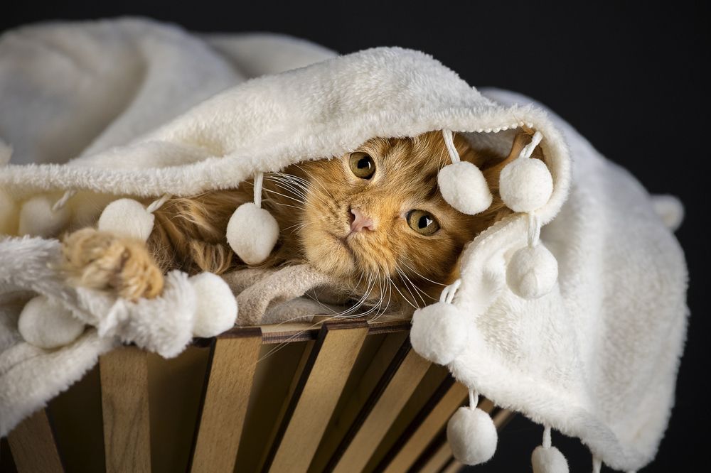 Photograph by Ольга Евграфова