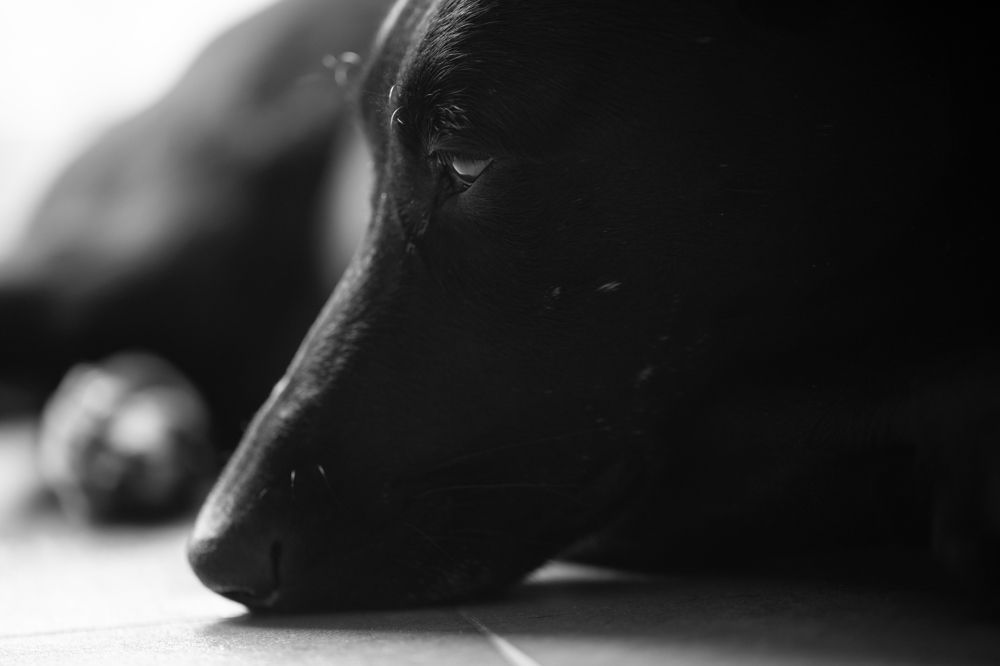 Photograph by Roman Veprentsev