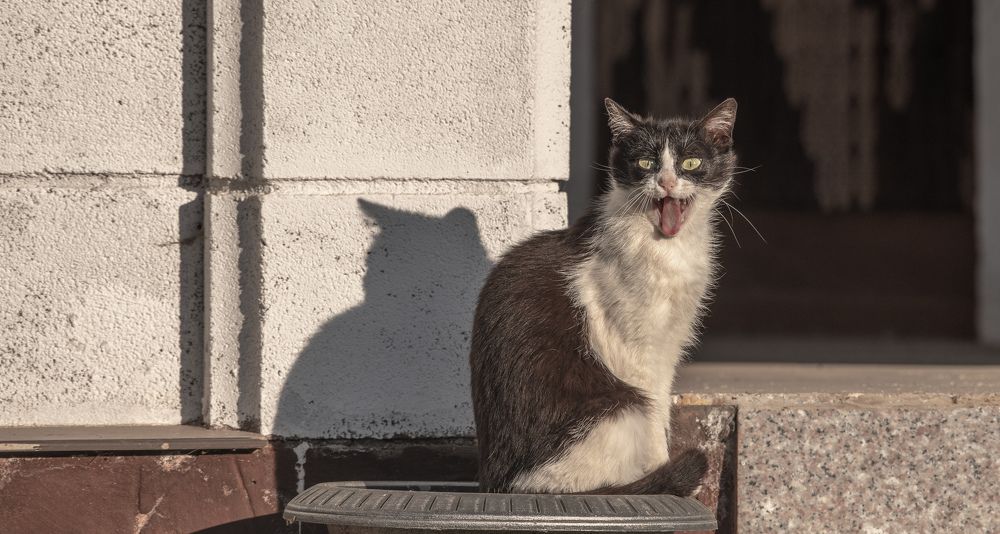 Фотография автора Konstantin Vladov