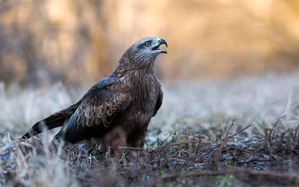Боевой клич чёрного ястреба.