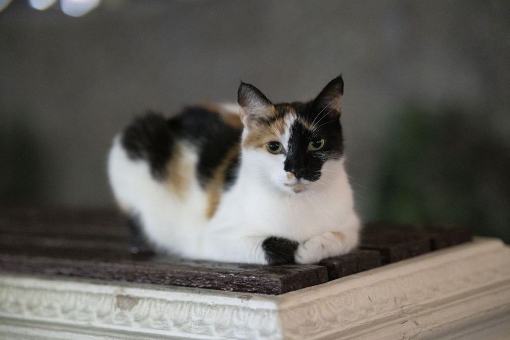 Пестрая кошка на лавке