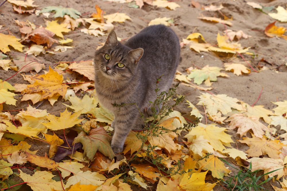 Photograph by Галина Фурсова