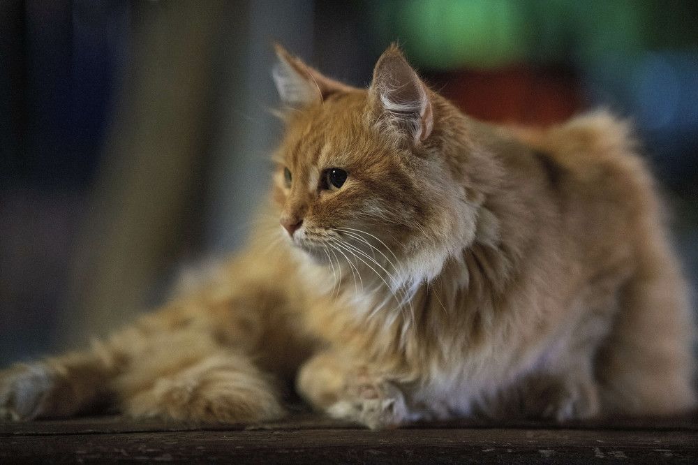 Photograph by Марина Вильдяева