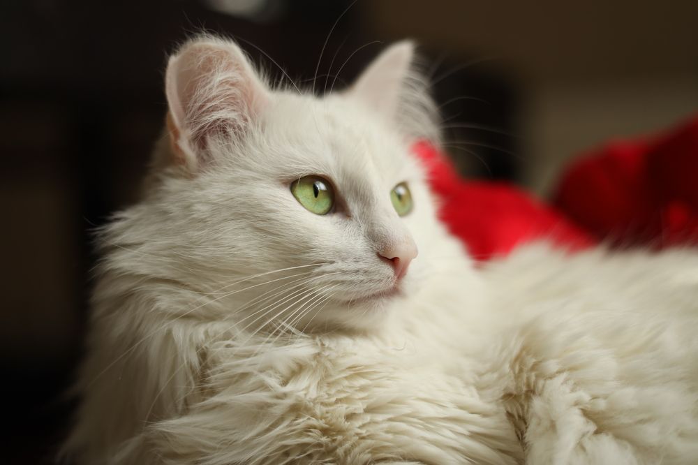 Photograph by Валерия Паули