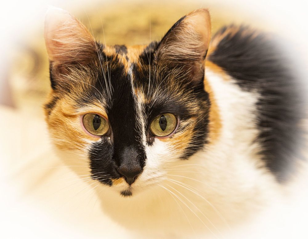 Фотография автора Валерий Каргин