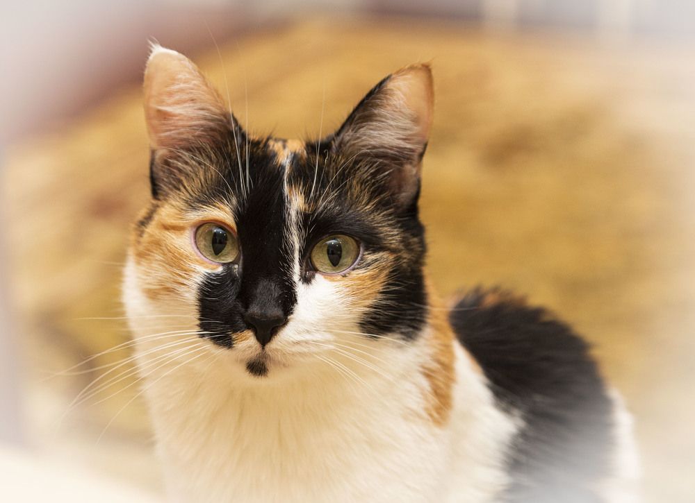 Фотография автора Валерий Каргин