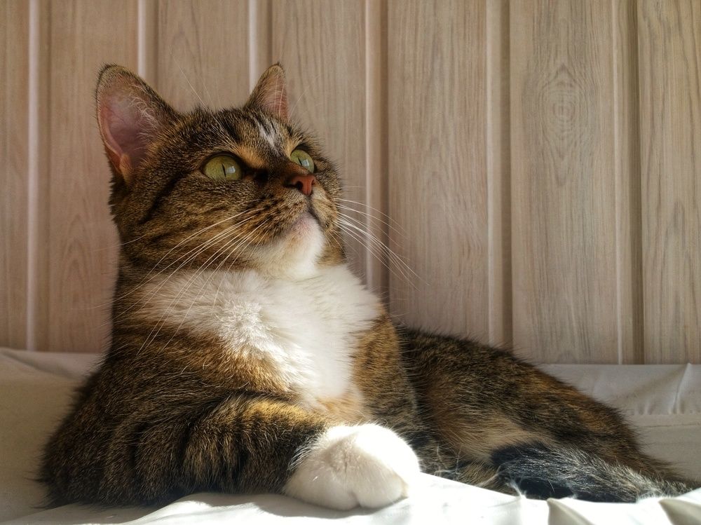 Photograph by Константин Пешков