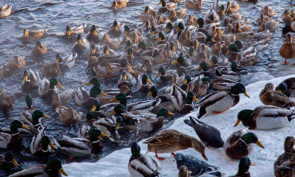 Photograph by Александр Ермоленко