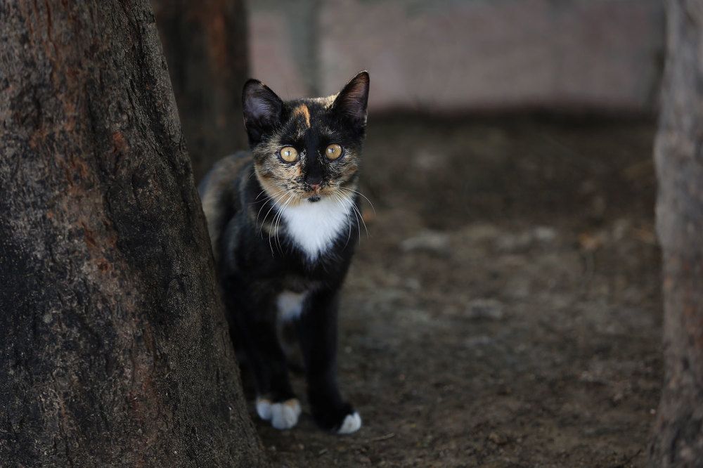 Photograph by Виктор Смирнов