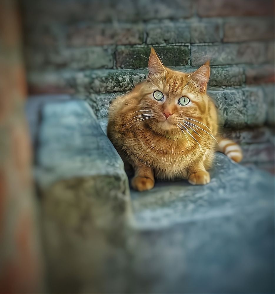 Ненаглая рыжая морда