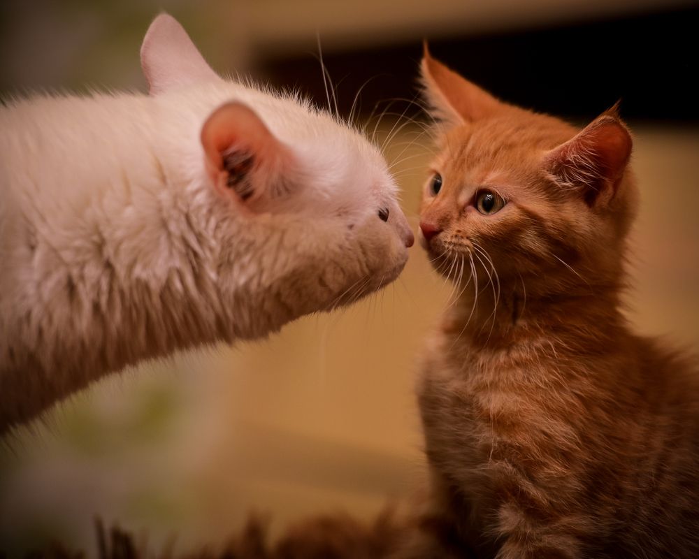 Photograph by Igor N. Adamov