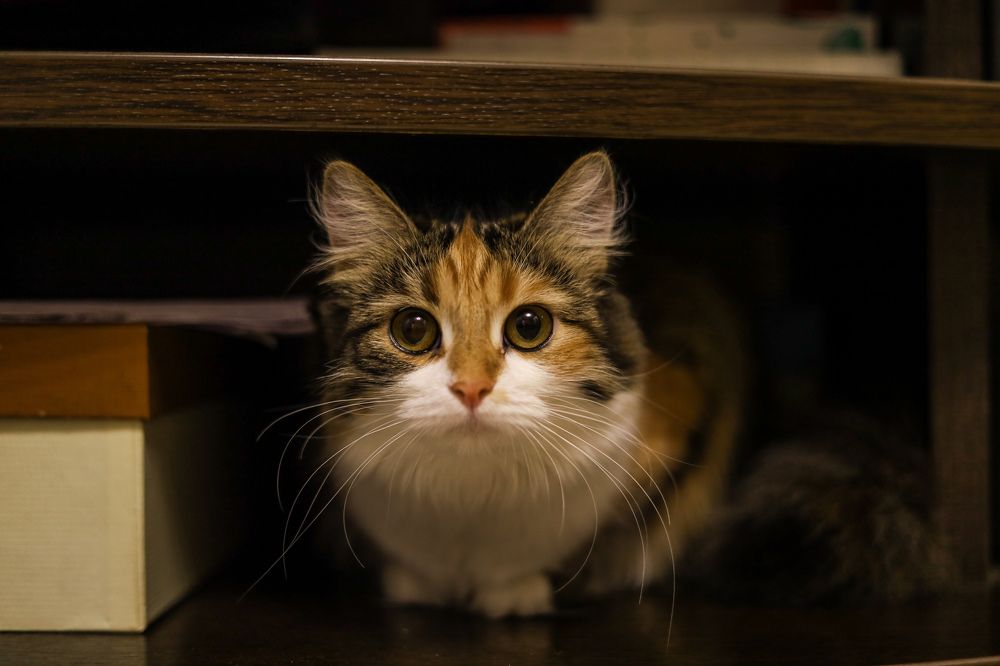 Photograph by Юлия Ткачёва