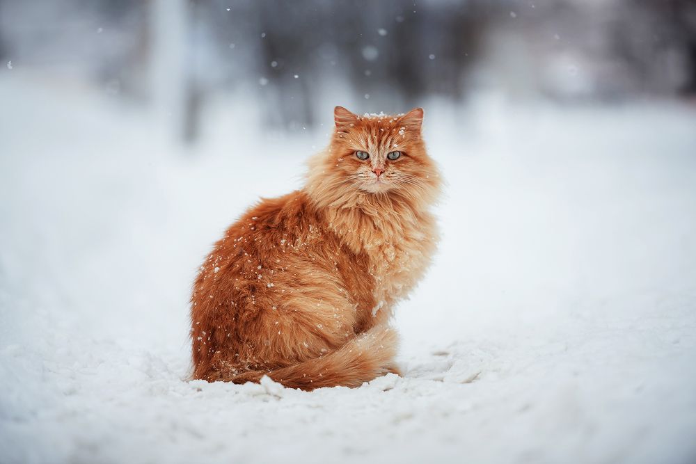 Уличный кот