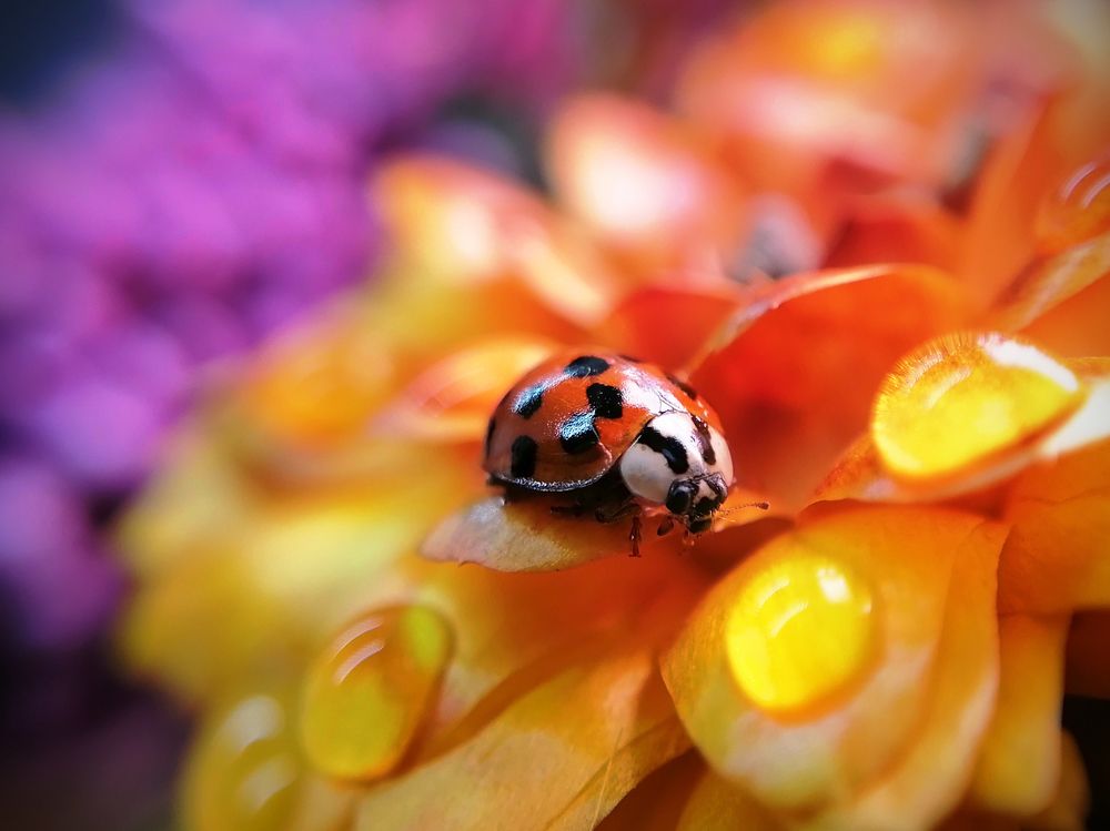 Божья коровка