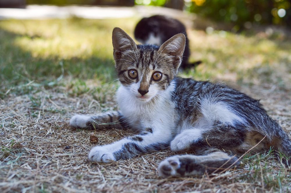 Фотография автора Ольга Колонтаева