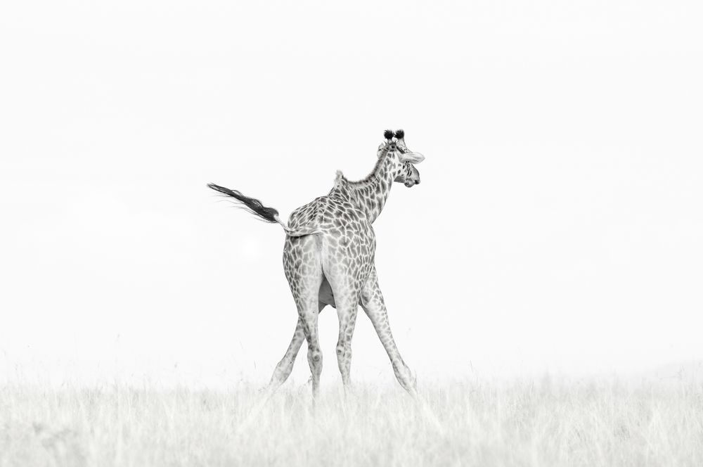 Photograph by ines godinez