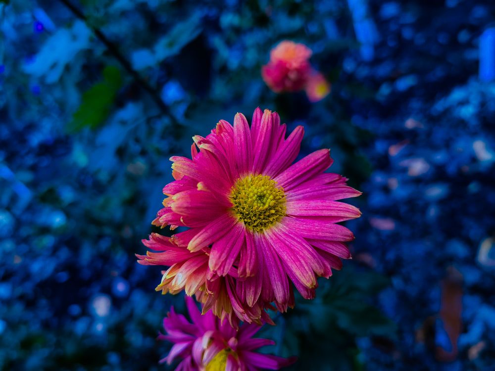 Photograph by Kate Maximenko