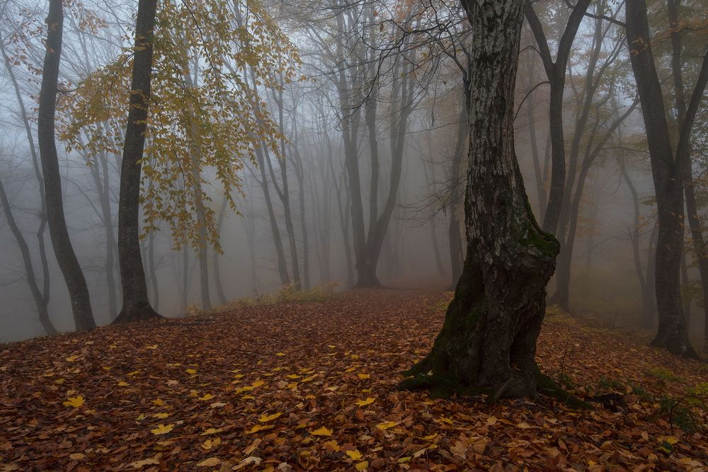 Photograph by Хасан Журтов