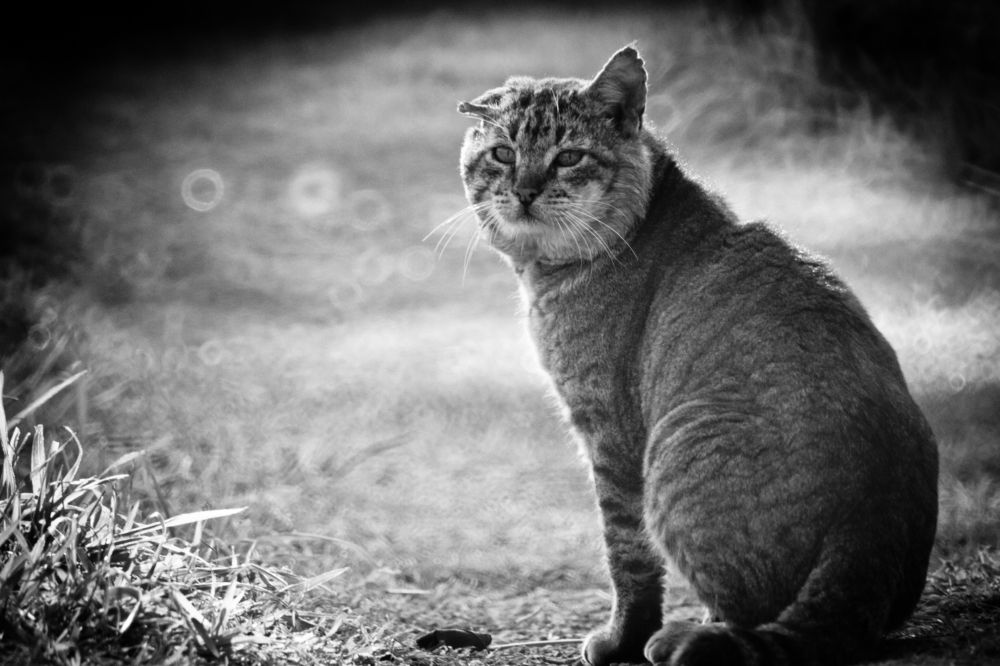 Photograph by Renaud Baldelli