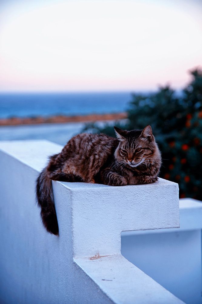 Photograph by Mário C.