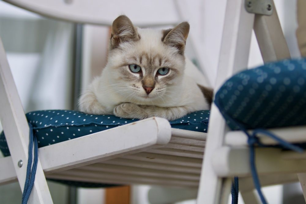 Photograph by Елена Ковалева