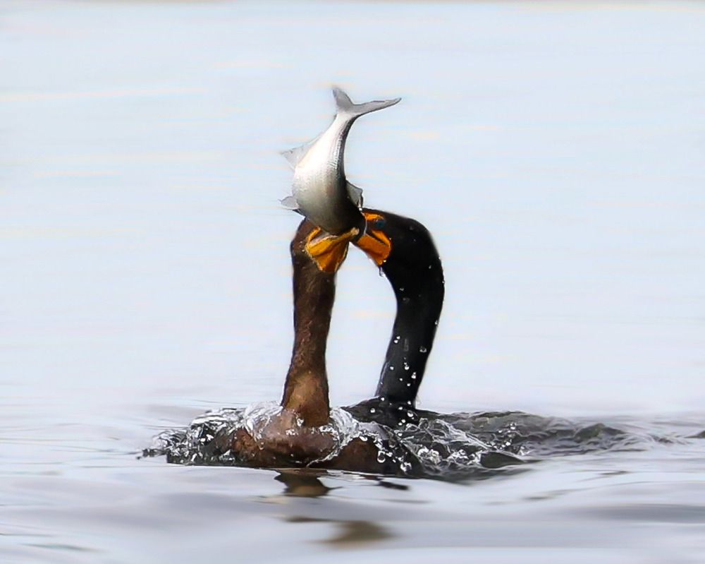 Photograph by Ambi Puvi