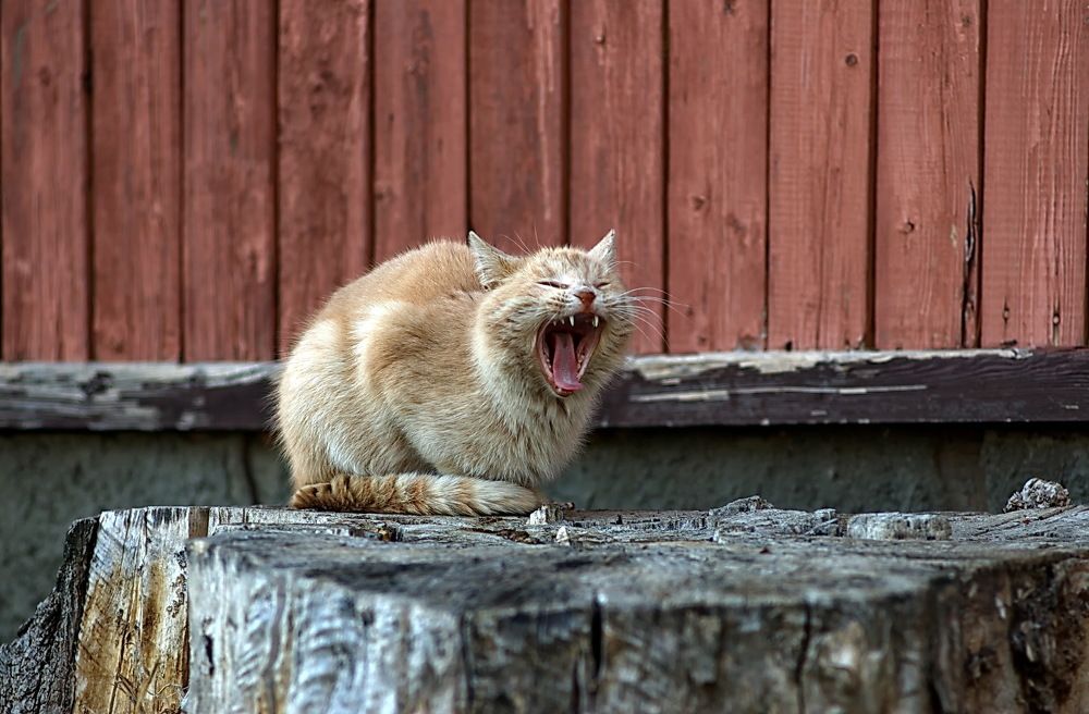 Photograph by Анатолий Святой