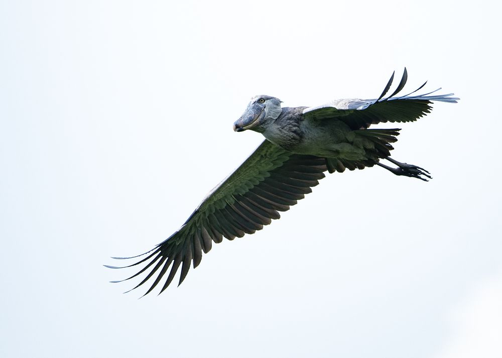 Photograph by Denis D\\\'Arbela