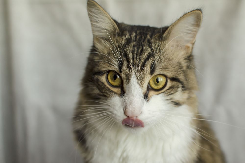 Фотография автора Людмила Куприянова