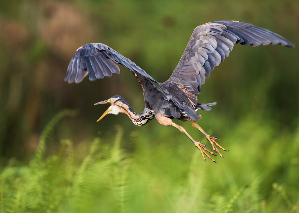 Photograph by Denis D\\\'Arbela