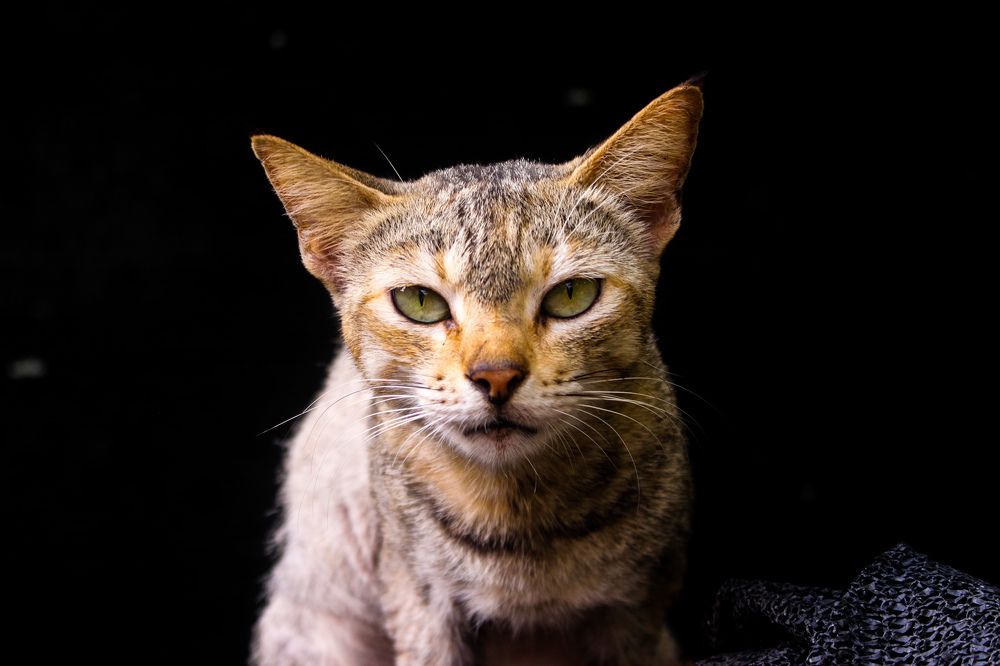 Фотография автора Pallegama Gamage Ruwan Sampath