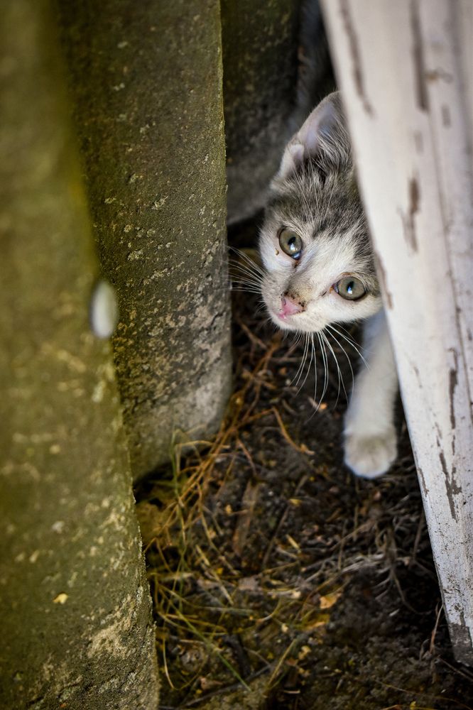 Фотография автора Ксения Вабищевич