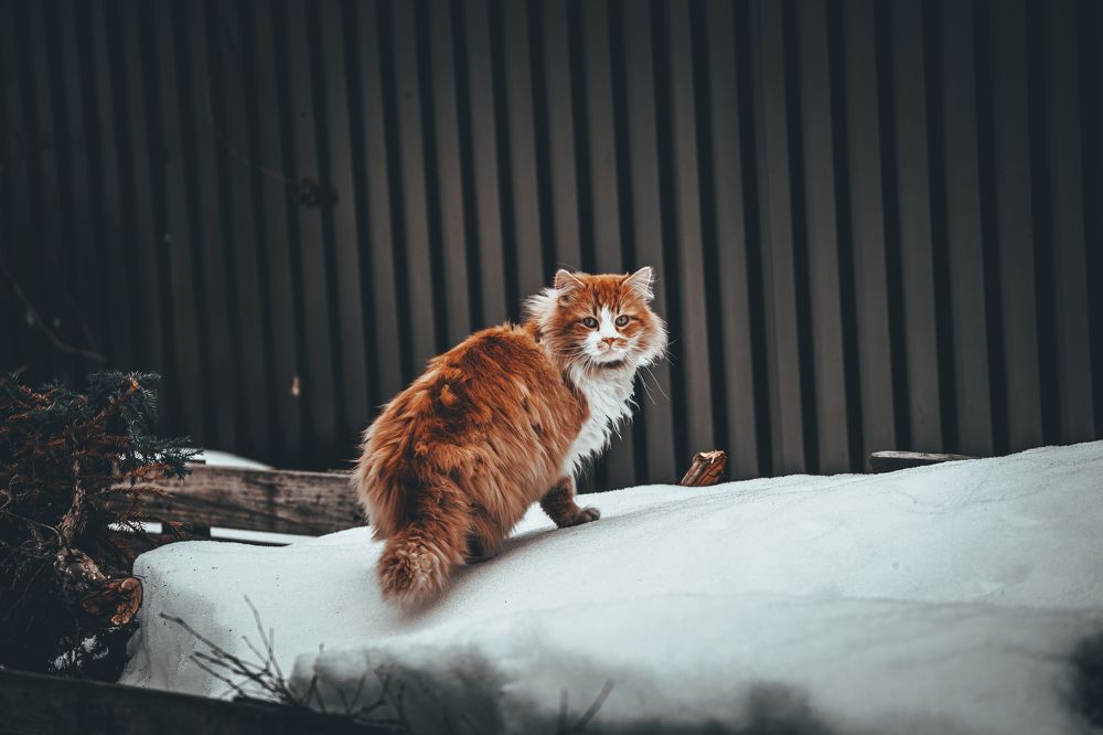 Фотография автора Марат Габидуллин