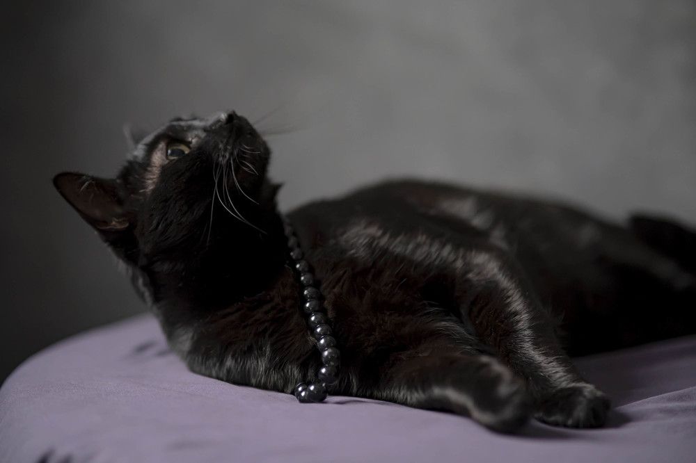 Черный кот с бусами