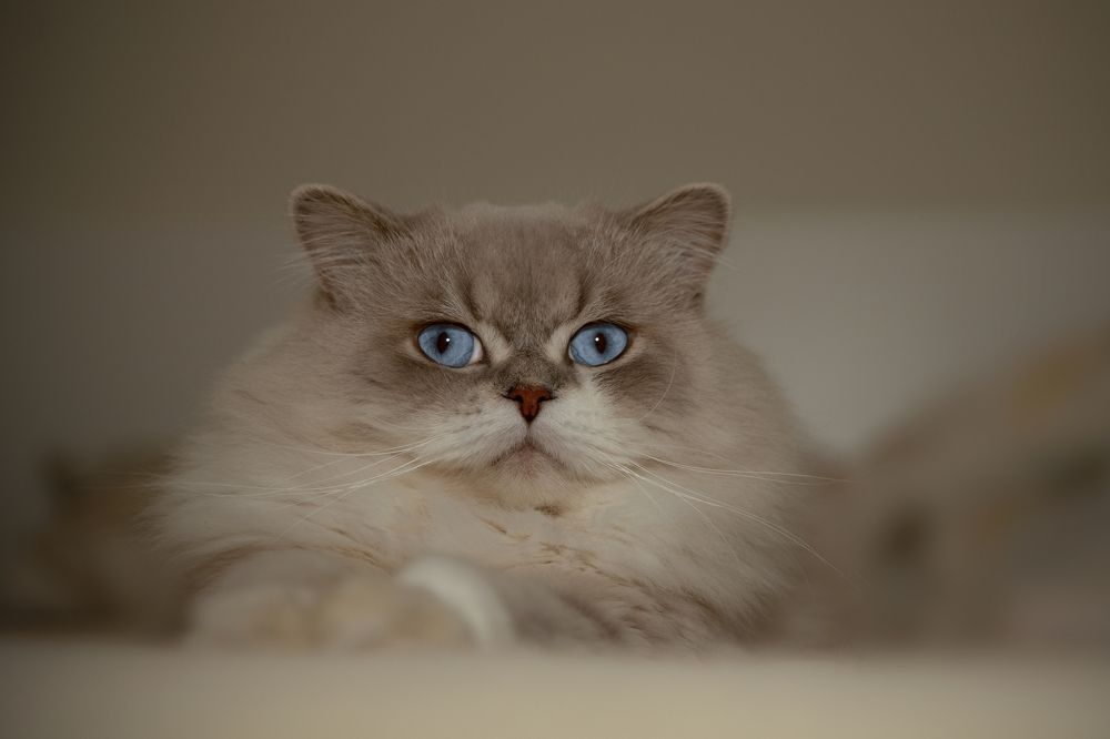 Photograph by IREN TOVMA