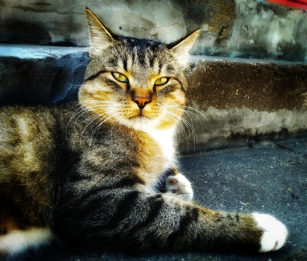 Photograph by Любовь Коровацкая