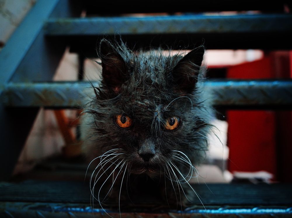 Photograph by Михаил Крайнев