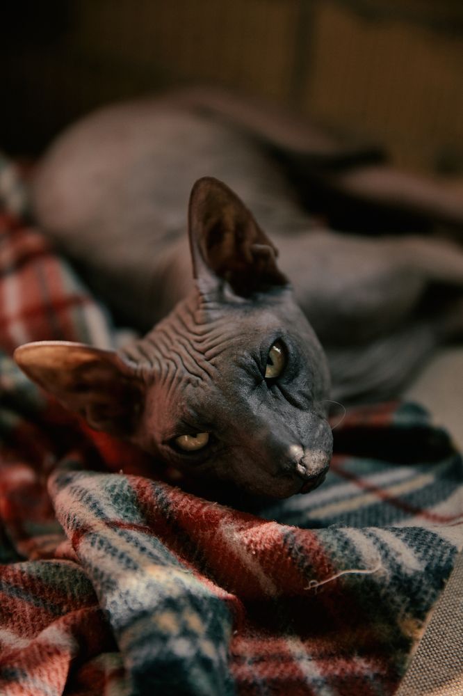 Фотография автора Екатерина Мишкель