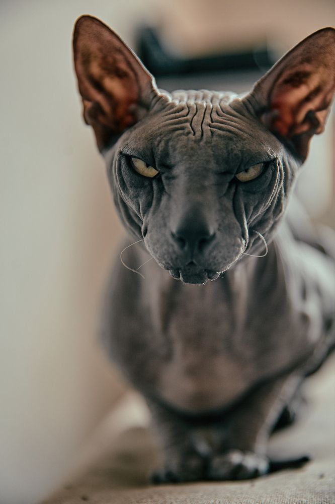 Фотография автора Екатерина Мишкель