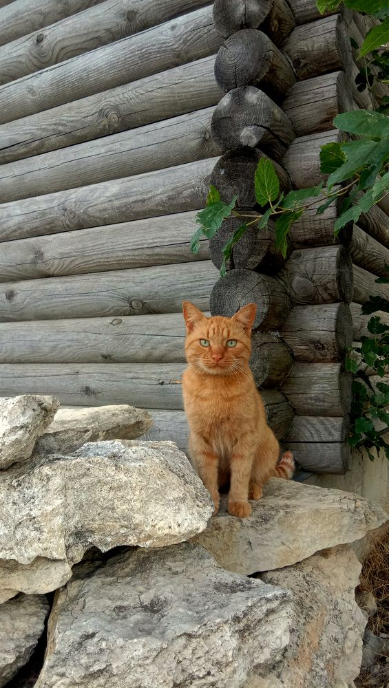 Photograph by Стаскевич Татьяна